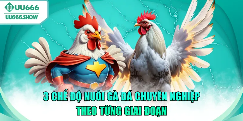 chế độ nuôi gà đá