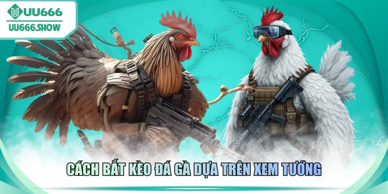 Cách bắt kèo đá gà dựa trên xem tướng