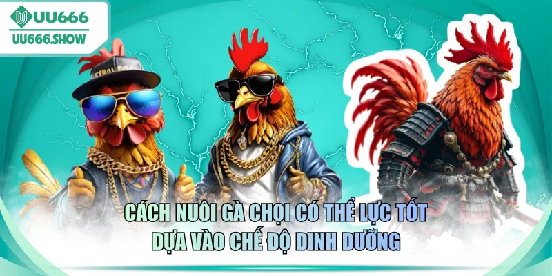 Cách nuôi gà chọi có thể lực tốt dựa vào chế độ dinh dưỡng