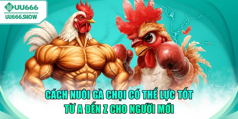 cách nuôi gà chọi có thể lực tốt