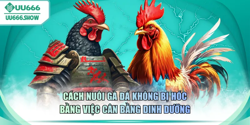 Cách nuôi gà đá không bị hóc bằng việc cân bằng dinh dưỡng