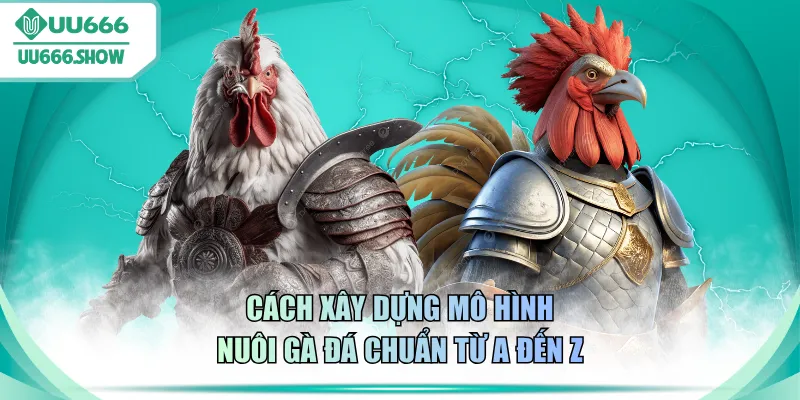 Cách xây dựng mô hình nuôi gà đá chuẩn từ A đến Z