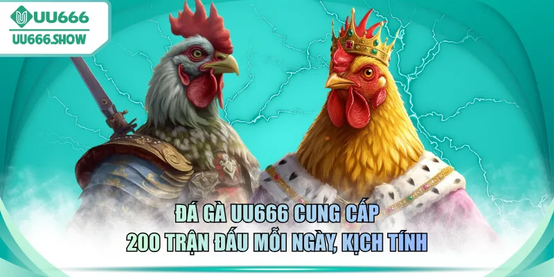 Đá gà UU666 cung cấp 200 trận đấu mỗi ngày, kịch tính
