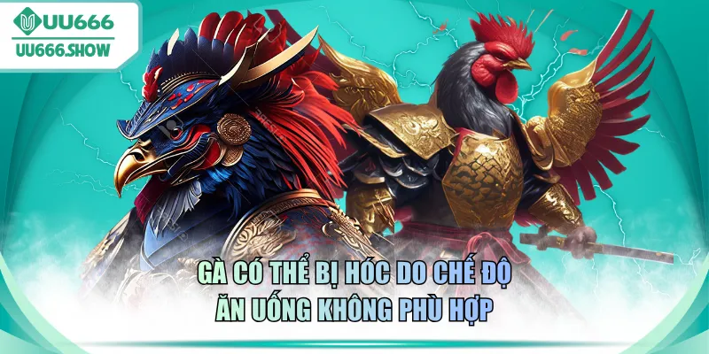 Gà có thể bị hóc do chế độ ăn uống không phù hợp