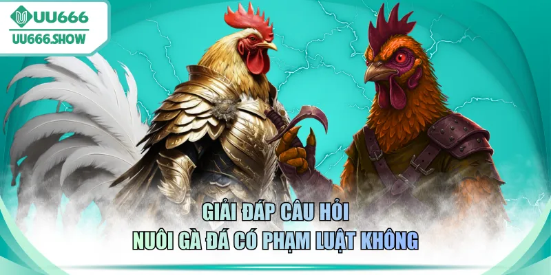 Giải đáp câu hỏi nuôi gà đá có phạm luật không