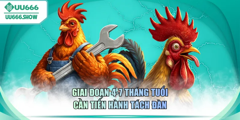 Giai đoạn 4-7 tháng tuổi cần tiến hành tách đàn