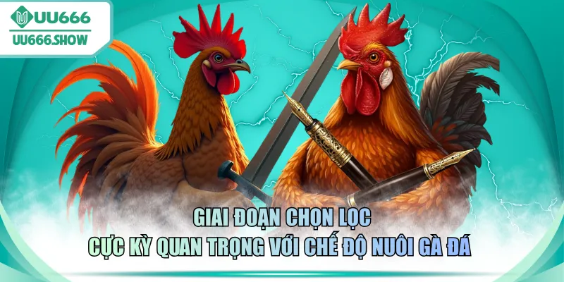Giai đoạn chọn lọc cực kỳ quan trọng với chế độ nuôi gà đá 