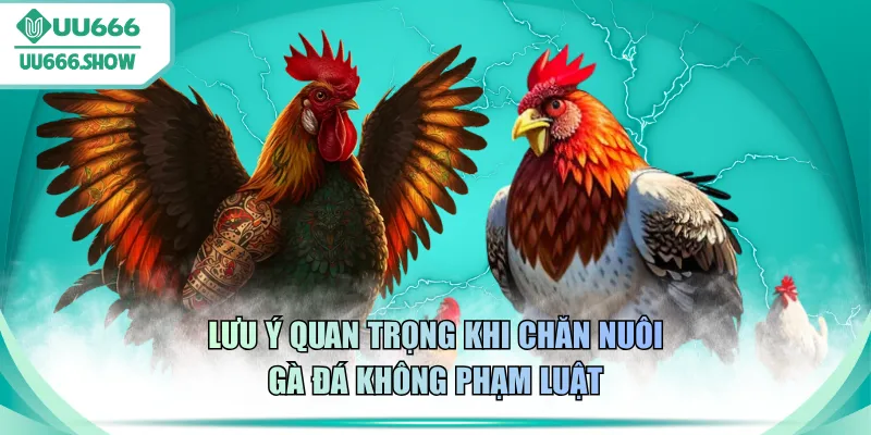 Lưu ý quan trọng khi chăn nuôi gà đá không phạm luật
