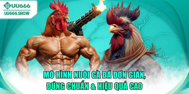 mô hình nuôi gà đá