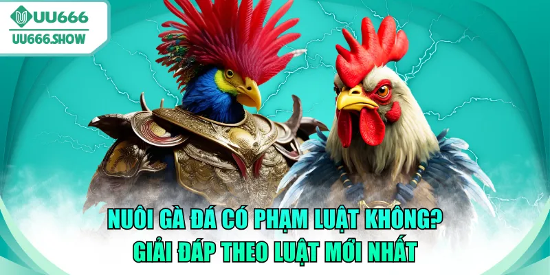 nuôi gà đá có phạm luật