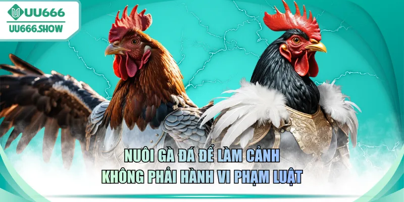 Nuôi gà đá để làm cảnh không phải hành vi phạm luật