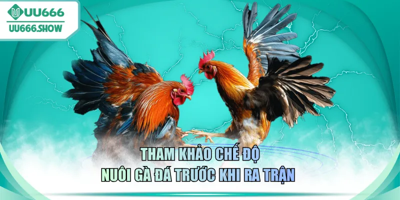 Tham khảo chế độ nuôi gà đá trước khi ra trận 